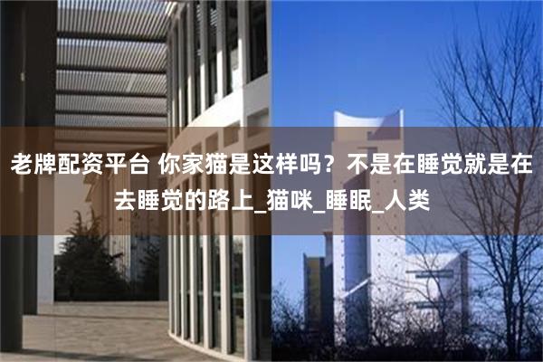 老牌配资平台 你家猫是这样吗？不是在睡觉就是在去睡觉的路上_猫咪_睡眠_人类